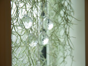 キラリ(Kirari)/窓際の植物