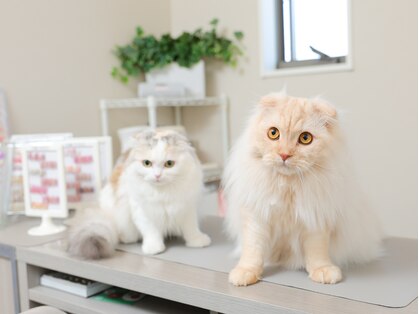 ネイルアンドスクール ベラ(Bella)の写真