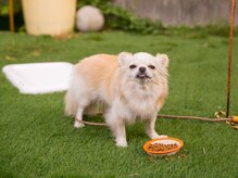 看板犬です♪ご来店心よりお待ちしております。
