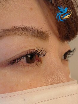 ロワゾブルー(L'Oiseau Bleu)/フラットラッシュ１６０本