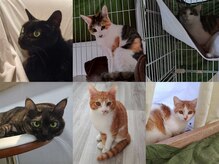 バロン(BARON)の雰囲気（ねこがお出迎えさせていただく事もございます(=^・^=)）