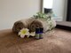 オランジェリー(ORANGERY)の写真