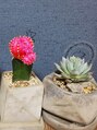 ヴォアール 名古屋店(VOIR) 多肉植物を密かに可愛がっています♪
