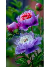 烏来 銀座店&nbsp;庄 21番