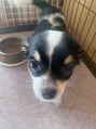 インドエステ アロマヒーリング 中目黒店 犬が好きです！最近実家にやってきたわんちゃんです！！
