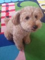 ほぐりら 犬好きです。トイプー、ラブラドール、ゴールデン飼っていました