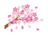 【桜舞う春の特別クーポン】★ 15(月)～18日(木)12時-17時先着10名様限定★