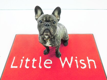 リトルウィッシュ 新横浜店(Little Wish)の写真