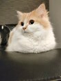 スパニックフルール(spanic Fleur)&nbsp;保護猫を2匹飼っています。猫好きな方、猫トークしましょう♪