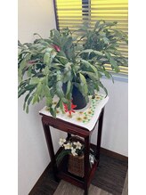 パンダてもみ本舗/観葉植物