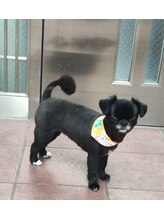 エンジェル 葛飾(ANGEL) 次期犬社長 ぽこ