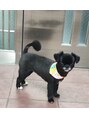 エンジェル 葛飾(ANGEL) 次期犬社長 ぽこ