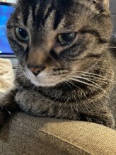 白ねこ化粧品店/ちょっと人見知りのトラちゃん…