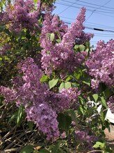 ソワンド ルバンシュ/我が家の庭☆