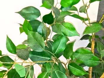 レジリエンス(Resilience)/施術室の観葉植物