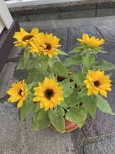 ソワンド ルバンシュ/小さいひまわりの花☆