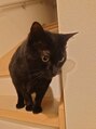 自律神経調整ラボ 中目黒 飼っている猫。小町(こまち)推定12歳です。もらいっ子