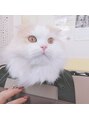 アイズ クリーム(Eyes Cream)&nbsp;我が家の長男。スコティッシュフォールド。内弁慶。