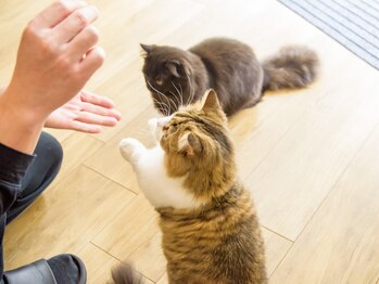 晴々/ご飯ちょうだい！