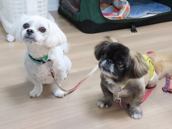 しもえのお整骨院/ワンコいてます！