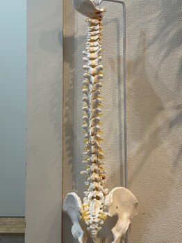 ザ ハイライト 恵比寿/解剖学的な説明には欠かせない。