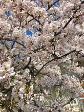 ソワンド ルバンシュ/我が家の庭☆