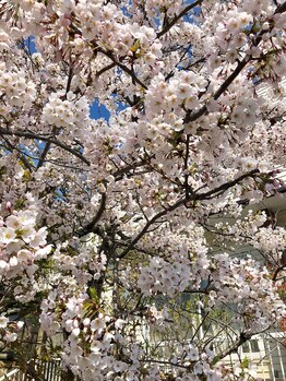 ソワンド ルバンシュ/我が家の庭☆