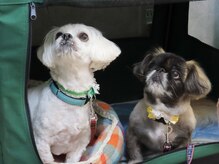 しもえのお整骨院/普段は、ケージに入ってます。