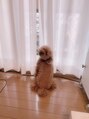 スワニーネイル(Swany nail)&nbsp;お客様を待つ愛犬♪♪ピンポンが鳴ったら大騒ぎで大歓迎です！