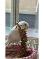 ラジュローズ(la joue rose) 保護インコちゃんを家族に迎えましたとても可愛い女の子です☆
