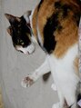 足楽亭&nbsp;先日天使になった愛猫サチコ☆ニャンと23歳でした！天晴れ