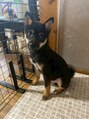 イヴ(Eve.) 暴れん坊の愛犬います!