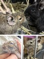 ハチナナヨンネイル(f*w874nail) デグーを飼っています♪
