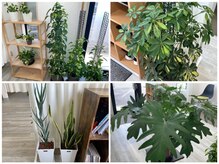 カラダリペアの雰囲気（広い院内には観葉植物をたくさん育てています。）