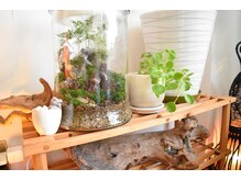 ハナレ(HANARe)/グリーンにあふれた店内