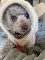 サラエクセレント 新宿(SARA EXCELLENT) 愛犬のあいのすけです♪可愛すぎてもはや子供です!!【バスト】