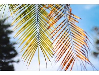 タスク(Tasuku.)/熱帯毛林から卒業