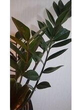 トトノエ ファン(Fa-N)/癒し♪