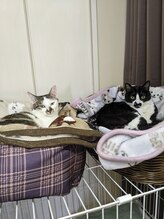 マトリカリア(Premium Relaxation Matricaria)/猫のいるサロンです♪