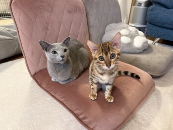 サロン ド モエ(Salon de Moe)/猫飼ってます(お店には居ません)