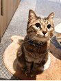 ベルエ 天王寺店(Belle)&nbsp;私が飼っている猫のgrisです=^・▽・^= ♪