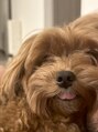 ティエル(Tielu)&nbsp;マルプーのきなこ(^^)お家で飼ってます★いつも舌出でてます..笑