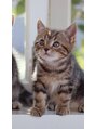 サロン リア(Salon Li’a) 動物 好きです。特に猫☆飼えないので動画で癒されてます(*^^*)