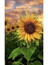 ロージー(Rosie)&nbsp;Milo Milo