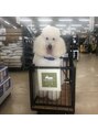 ネイル サヴォイ 本厚木店&nbsp;はじめまして！愛犬のはるです！
