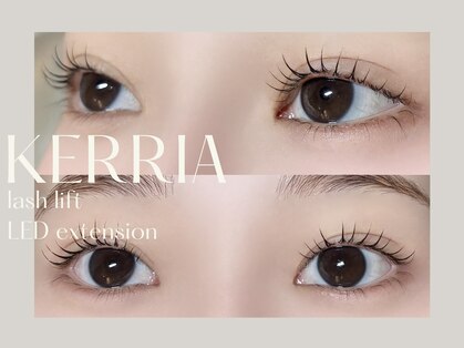 ケリア(Kerria)の写真