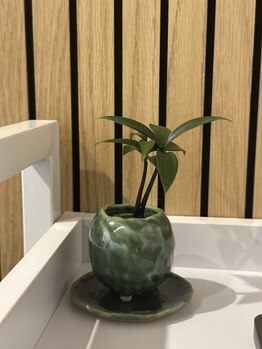 ザ ハイライト 恵比寿/小さな植物もいます^^
