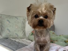 ワンコと出勤しています♪