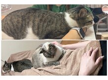 メテ(mete)の雰囲気(ネイルもまつ毛も猫に癒されながらキレイに!)