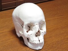 小石川オステオパシー/頭蓋骨の模型